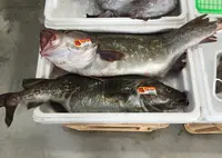 南三陸さんさん商店街の写真・動画_image_20285