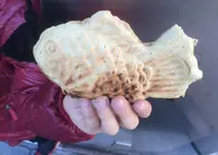 浪花家総本店の写真・動画_image_22076