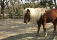 小鳥と小動物の森（アルプス公園内）の写真・動画_image_26288