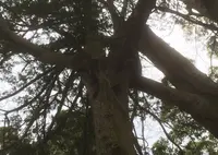 石垣山一夜城の写真・動画_image_26755