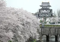 墨俣桜堤防の写真・動画_image_27065