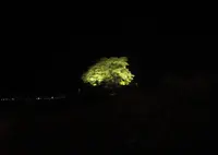醍醐桜の写真・動画_image_27097