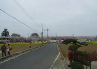 権現堂堤の写真・動画_image_27170