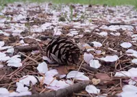 大宮公園の写真・動画_image_27244