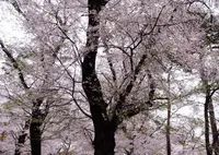 大宮公園の写真・動画_image_27245