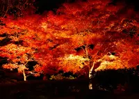 県立秦野戸川公園の写真・動画_image_28641