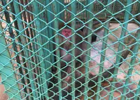 茨城県鳥獣センターの写真・動画_image_30914