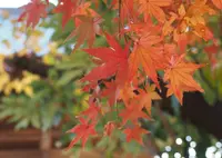 龍峰寺の写真・動画_image_46586