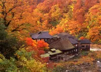 黒湯温泉の写真・動画_image_51222