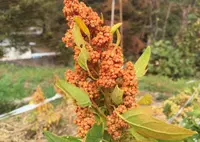 上野原市の写真・動画_image_53917