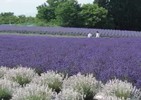 美郷町ラベンダー園の写真・動画_image_56970
