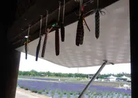 美郷町ラベンダー園の写真・動画_image_60052