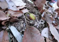 都立野山北・六道山公園 里山民家の写真・動画_image_61575