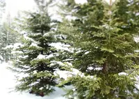 星野リゾート リゾナーレトマムの写真・動画_image_65944