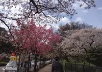 北の丸公園の写真・動画_image_68259