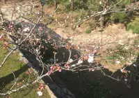 萩城跡指月公園の写真・動画_image_70440