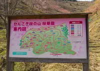 かんざき桜の山桜華園の写真・動画_image_70688