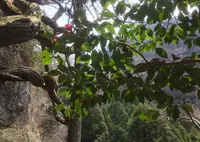 上色見熊野座神社の写真・動画_image_71055
