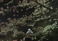 熊本城の写真・動画_image_71106