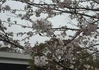 桜の馬場城彩苑の写真・動画_image_71119