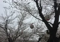 桜の馬場城彩苑の写真・動画_image_71120