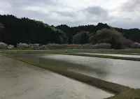 八幡神社から見える 桜並木の写真・動画_image_72359