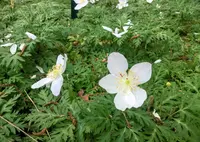 国立科学博物館附属自然教育園の写真・動画_image_76803