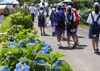 開成あじさいの里の写真・動画_image_79939