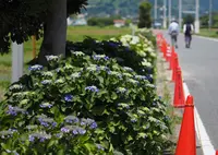 開成あじさいの里の写真・動画_image_79940