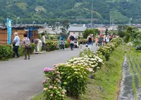 開成あじさいの里の写真・動画_image_79942