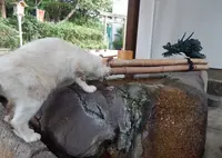 安居神社の写真・動画_image_94765