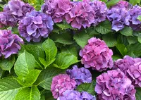 もりやま芦刈園の写真・動画_image_1239833