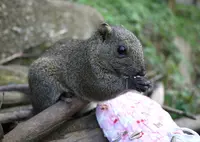 町田リス園の写真・動画_image_124776