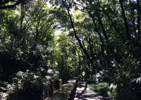 等々力渓谷の写真・動画_image_125606