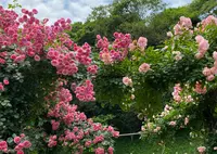 神戸布引ハーブ園の写真・動画_image_1285109