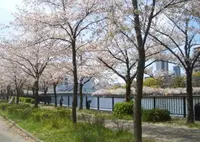 毛馬桜之宮公園の写真・動画_image_130834