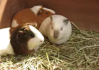 小鳥と小動物の森（アルプス公園内）の写真・動画_image_131750