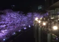 ナプレ 東京ミッドタウン（Pizzeria-Trattoria Napule Tokyo MidTown）の写真・動画_image_132190