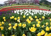 県立秦野戸川公園の写真・動画_image_133667