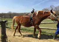 那須高原南ヶ丘牧場の写真・動画_image_136326