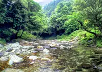 霧の森の写真・動画_image_139570