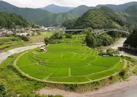 あらぎ島の写真・動画_image_140062