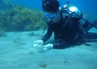 佐渡島の写真・動画_image_145350