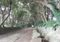 酒列磯前神社の写真・動画_image_148765