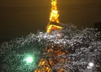 タワシタの写真・動画_image_149783