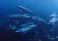 御蔵島ドルフィンツアーの写真・動画_image_152817