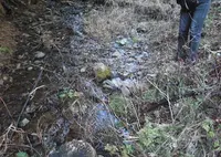 野生のわさびの写真・動画_image_160094