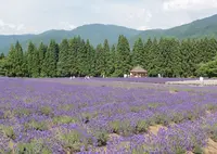 美郷町ラベンダー園の写真・動画_image_161412