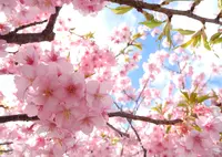 河津川の写真・動画_image_170703