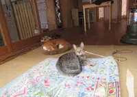 平野郷猫会議堂(にゃんこ堂)の写真・動画_image_1850395